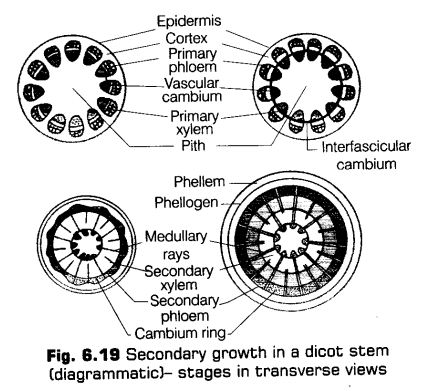 anatomy-flowering-plants-cbse-notes-class-11-biology-20