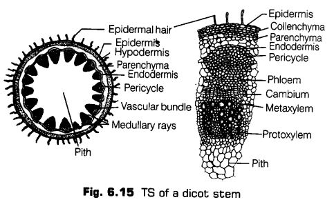 anatomy-flowering-plants-cbse-notes-class-11-biology-16