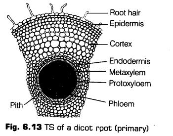 anatomy-flowering-plants-cbse-notes-class-11-biology-13