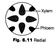 anatomy-flowering-plants-cbse-notes-class-11-biology-11