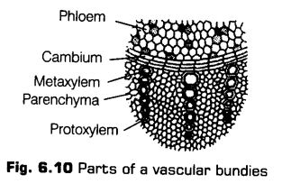 anatomy-flowering-plants-cbse-notes-class-11-biology-10