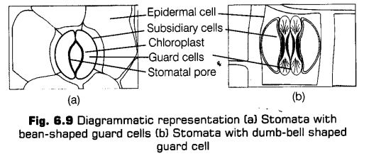 anatomy-flowering-plants-cbse-notes-class-11-biology-9