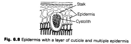 anatomy-flowering-plants-cbse-notes-class-11-biology-8