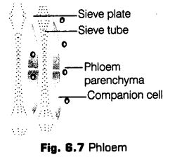 anatomy-flowering-plants-cbse-notes-class-11-biology-7