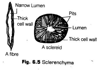 anatomy-flowering-plants-cbse-notes-class-11-biology-5