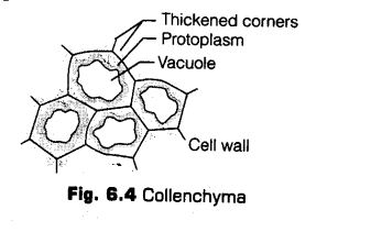 anatomy-flowering-plants-cbse-notes-class-11-biology-4