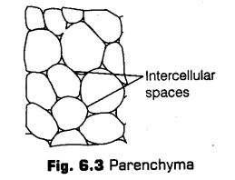 anatomy-flowering-plants-cbse-notes-class-11-biology-3