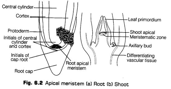 anatomy-flowering-plants-cbse-notes-class-11-biology-2