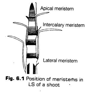 anatomy-flowering-plants-cbse-notes-class-11-biology-1