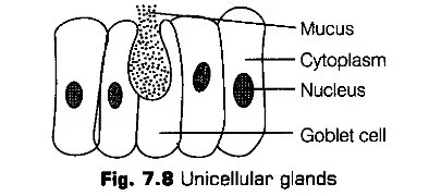 structural-organisation-in-animals-cbse-notes-for-class-11-biology-8