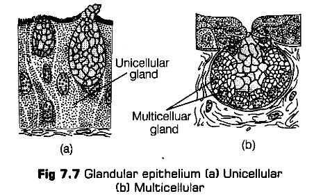 structural-organisation-in-animals-cbse-notes-for-class-11-biology-7