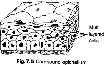 structural-organisation-in-animals-cbse-notes-for-class-11-biology-4