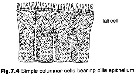 structural-organisation-in-animals-cbse-notes-for-class-11-biology-3