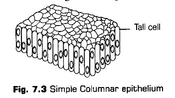 structural-organisation-in-animals-cbse-notes-for-class-11-biology-2