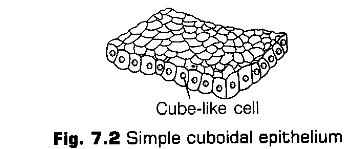 structural-organisation-in-animals-cbse-notes-for-class-11-biology-1