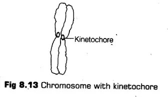 cell-unit-life-cbse-notes-class-11-biology-20