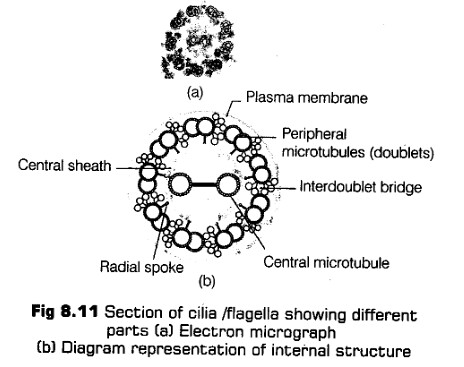 cell-unit-life-cbse-notes-class-11-biology-17