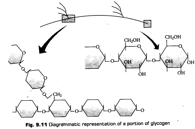 biomolecules-cbse-notes-for-class-11-biology-20