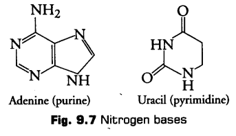 biomolecules-cbse-notes-for-class-11-biology-12