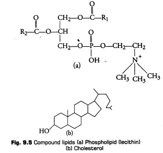 biomolecules-cbse-notes-for-class-11-biology-10