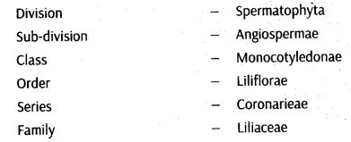 morphology-of-flowering-plants-cbse-notes-for-class-11-biology-35