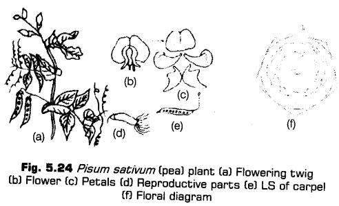 morphology-of-flowering-plants-cbse-notes-for-class-11-biology-32