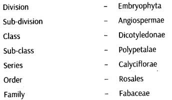 morphology-of-flowering-plants-cbse-notes-for-class-11-biology-30