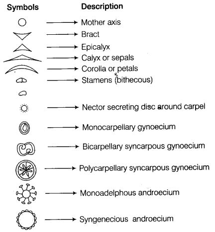 morphology-of-flowering-plants-cbse-notes-for-class-11-biology-28