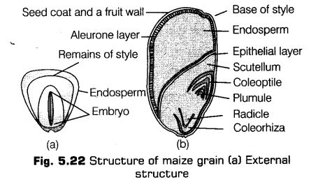 morphology-of-flowering-plants-cbse-notes-for-class-11-biology-23