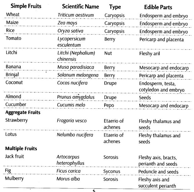 morphology-of-flowering-plants-cbse-notes-for-class-11-biology-21