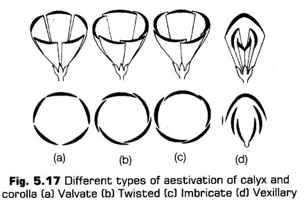 morphology-of-flowering-plants-cbse-notes-for-class-11-biology-17