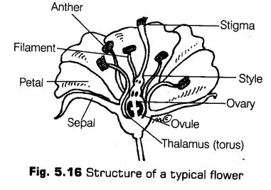 morphology-of-flowering-plants-cbse-notes-for-class-11-biology-16