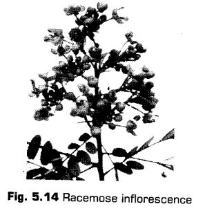 morphology-of-flowering-plants-cbse-notes-for-class-11-biology-14