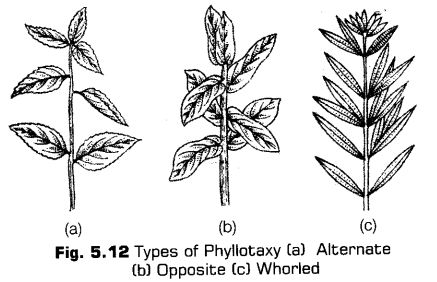 morphology-of-flowering-plants-cbse-notes-for-class-11-biology-12