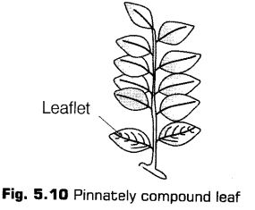 morphology-of-flowering-plants-cbse-notes-for-class-11-biology-10