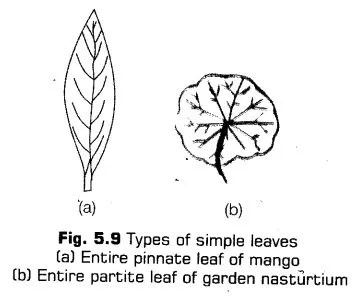 morphology-of-flowering-plants-cbse-notes-for-class-11-biology-9