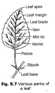 morphology-of-flowering-plants-cbse-notes-for-class-11-biology7