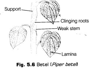 morphology-of-flowering-plants-cbse-notes-for-class-11-biology-6