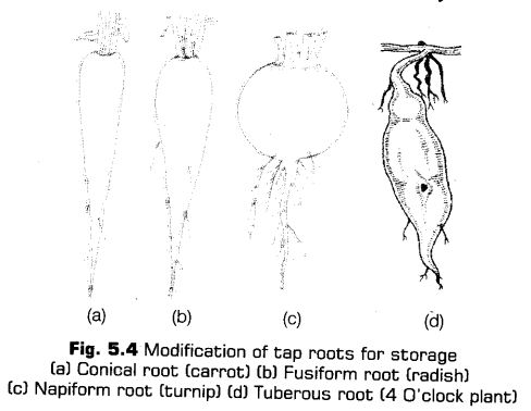 morphology-of-flowering-plants-cbse-notes-for-class-11-biology-4