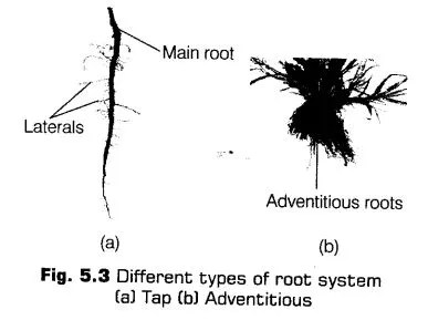 morphology-of-flowering-plants-cbse-notes-for-class-11-biology-3