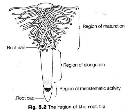 morphology-of-flowering-plants-cbse-notes-for-class-11-biology-2
