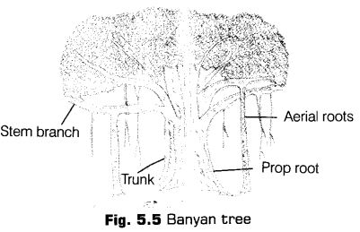 morphology-of-flowering-plants-cbse-notes-for-class-11-biology-