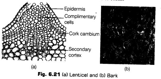 anatomy-flowering-plants-cbse-notes-class-11-biology-22