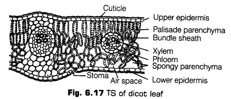 anatomy-flowering-plants-cbse-notes-class-11-biology-18