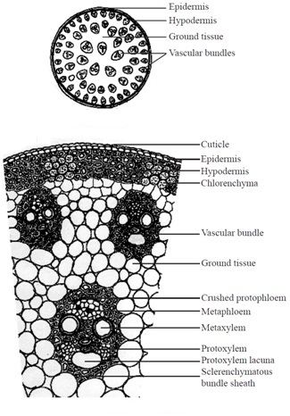 anatomy-flowering-plants-cbse-notes-class-11-biology-17