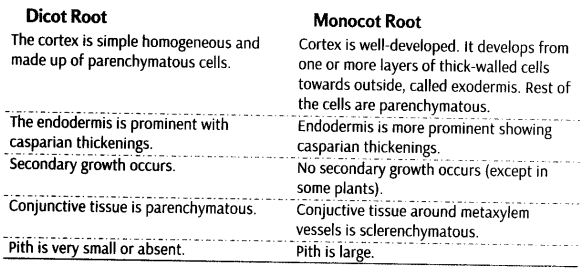 anatomy-flowering-plants-cbse-notes-class-11-biology-15