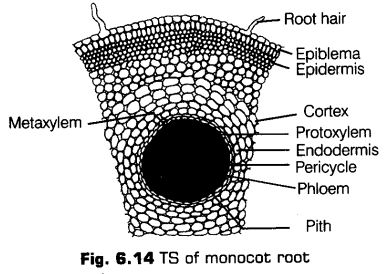 anatomy-flowering-plants-cbse-notes-class-11-biology-14