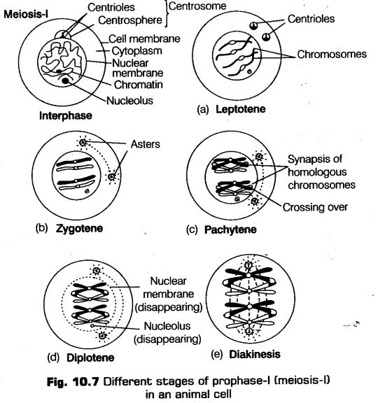cell-cycle-and-cell-division-cbse-notes-for-class-11-biology-9