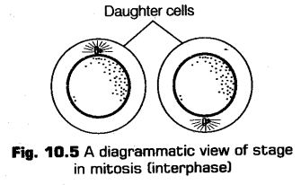 cell-cycle-and-cell-division-cbse-notes-for-class-11-biology-5