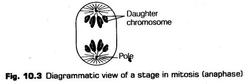 cell-cycle-and-cell-division-cbse-notes-for-class-11-biology-3